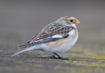 Snow Bunting