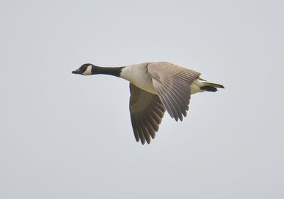 Canada Goose 