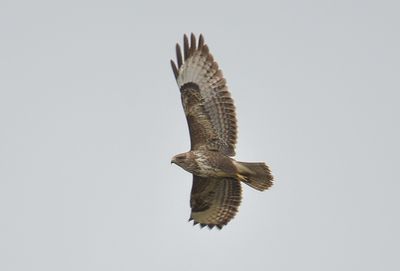 Buzzard 