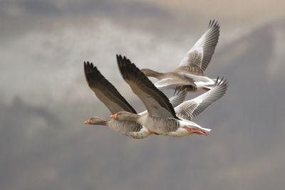 Greylag Goose 