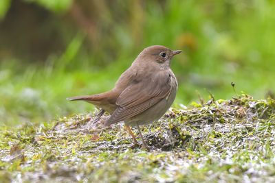 Thrush Nightingale 