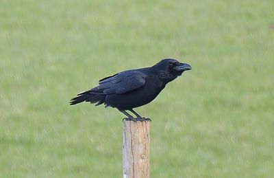 Raven 