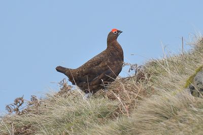 Red Grouse 