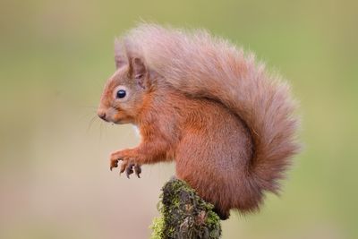 Red Squirrel 