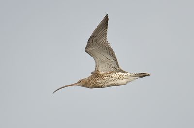 Curlew 