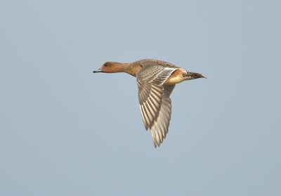 Wigeon 