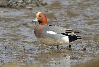 Wigeon