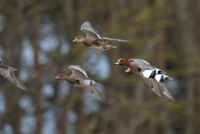 Wigeon