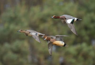 Wigeon