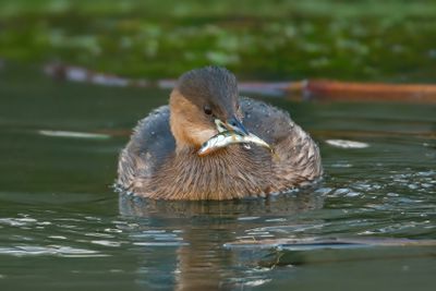 Little Grebe 
