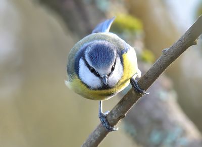 Blue Tit 