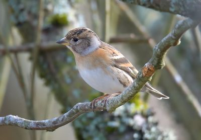 Brambling