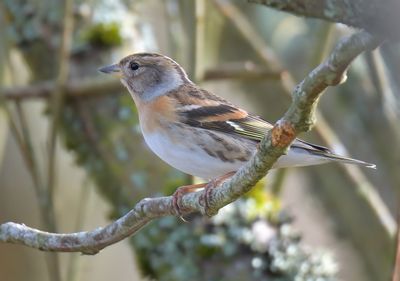 Brambling