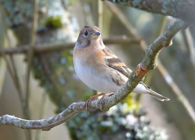 Brambling 