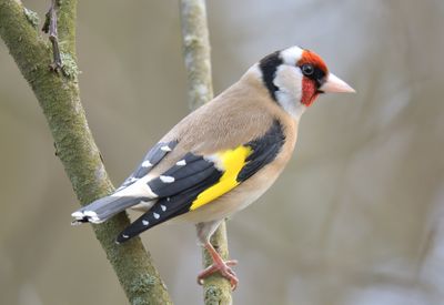 Goldfinch