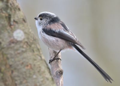 Long-tailed Tit 