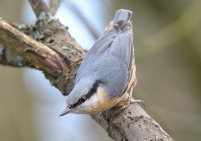 Nuthatch 
