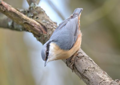 Nuthatch 