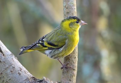 Siskin 