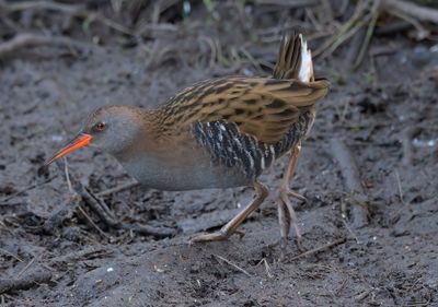 Water Rail 