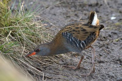 Water Rail