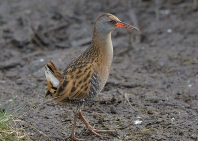 Water Rail 
