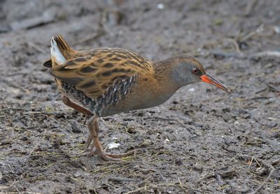 Water Rail 