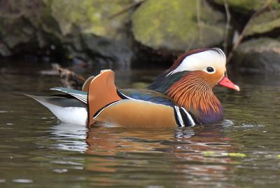 Mandarin 