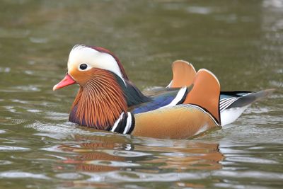 Mandarin 