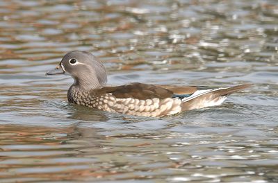 Mandarin 