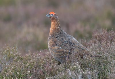Red Grouse 