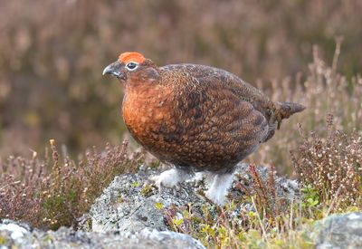 RED GROUSE