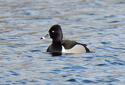 Ring-necked Duck 