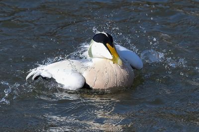 Eider Duck 