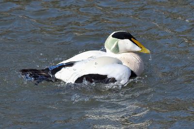 Eider Duck 