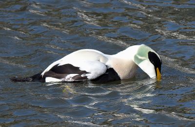 Eider Duck 
