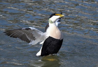 Eider Duck 