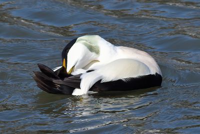 Eider Duck 