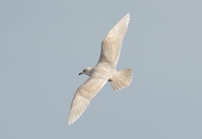 Iceland Gull 