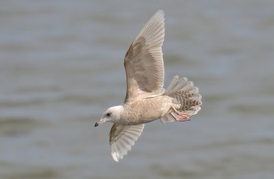 Iceland Gull 