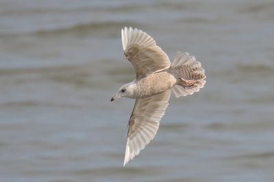 Iceland Gull 