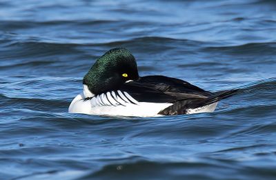 Goldeneye 