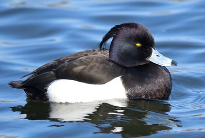 TUFTED DUCK