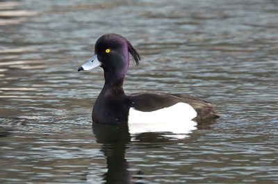 Tufted Duck 