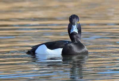 Tufted Duck 