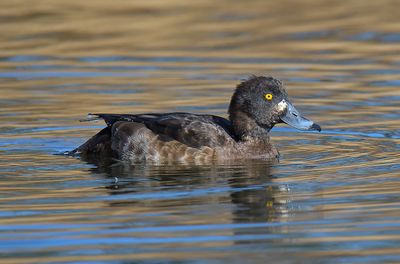 Tufted Duck 