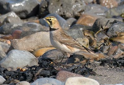 Shorelark