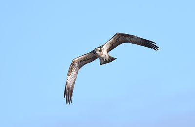 Osprey 