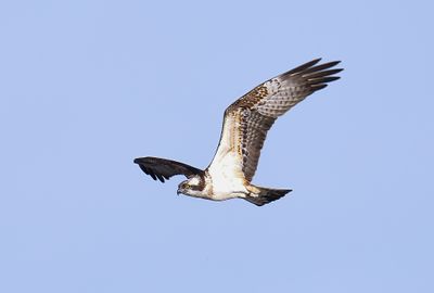 Osprey 