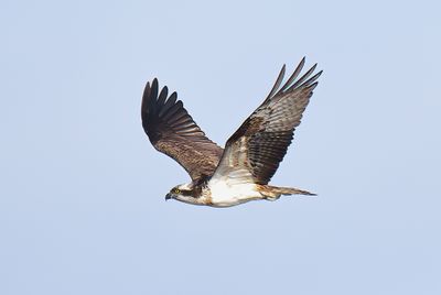 Osprey